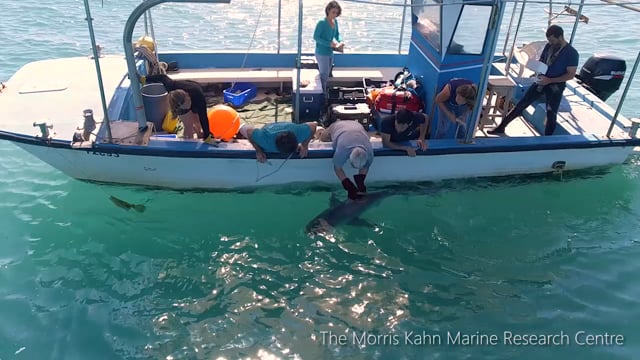 Sharks tagging in Hadera