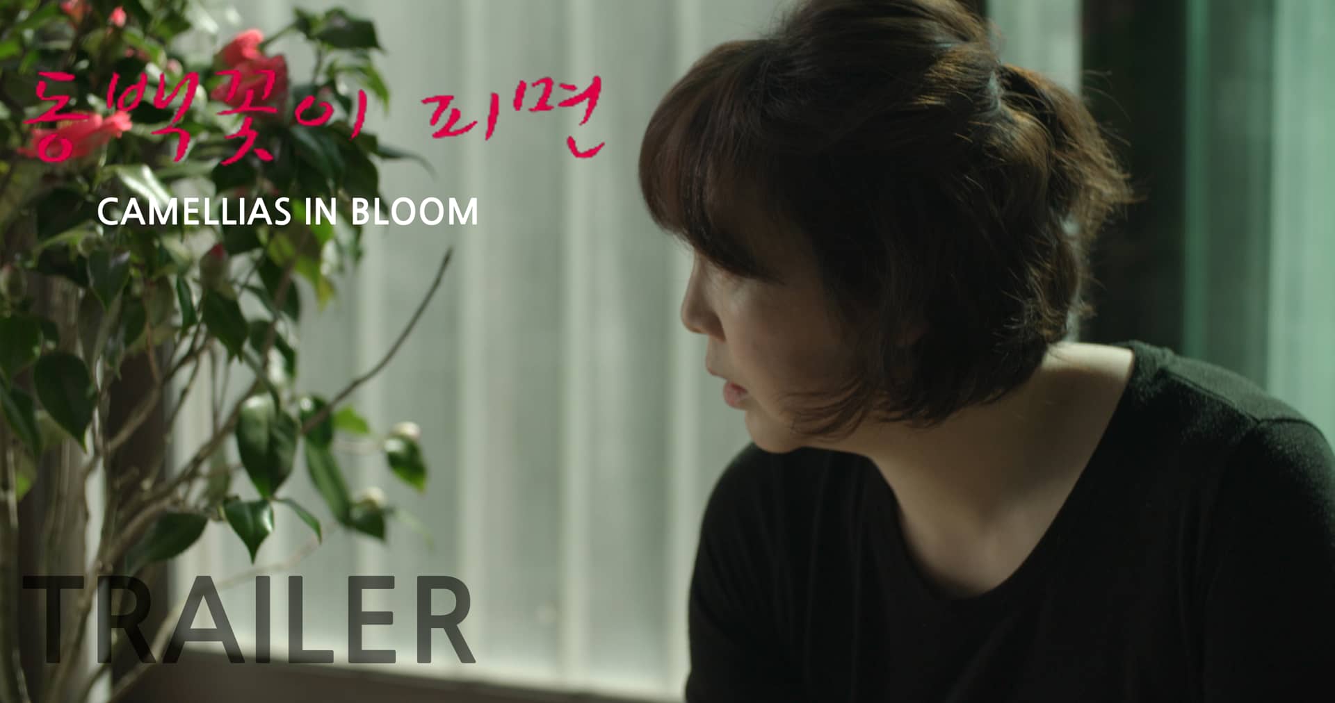 Camellias in Bloom (trailer) on Vimeo