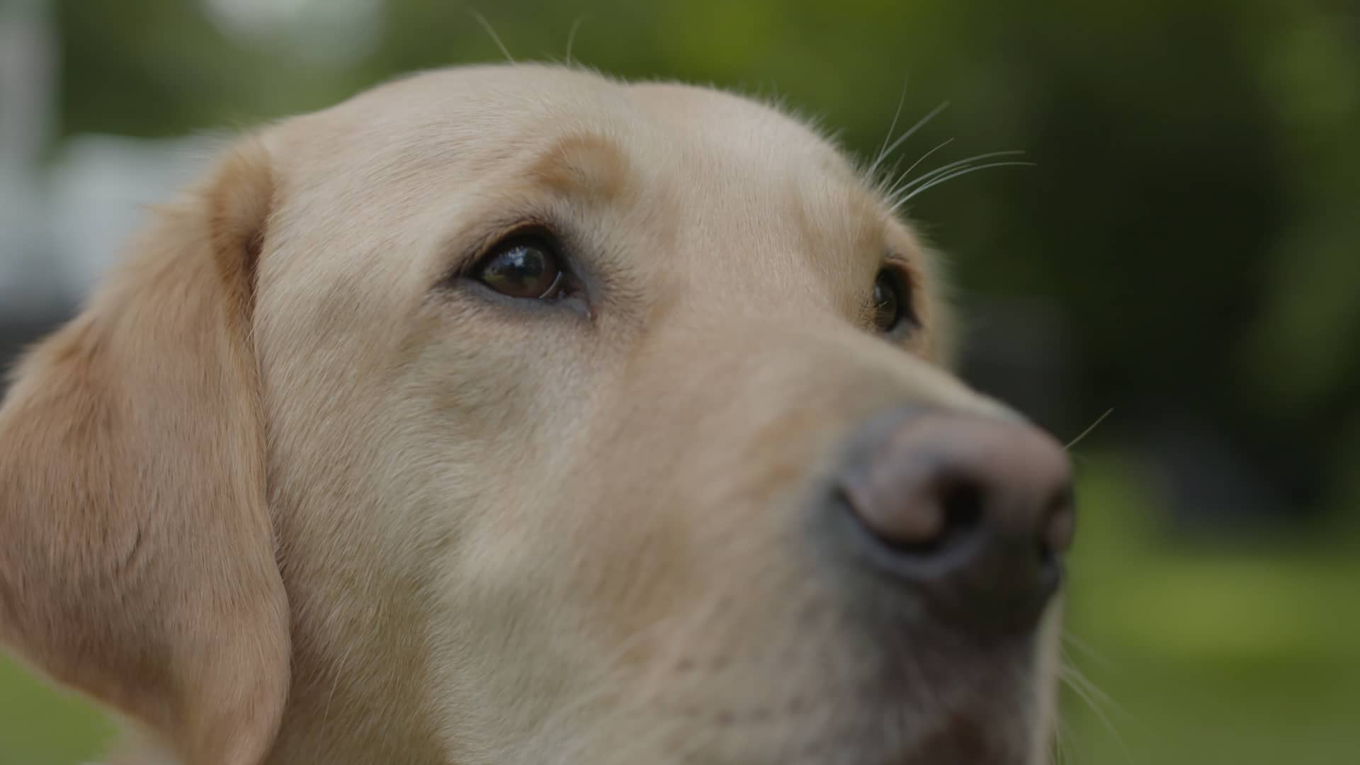 guide-dogs-social-media-on-vimeo