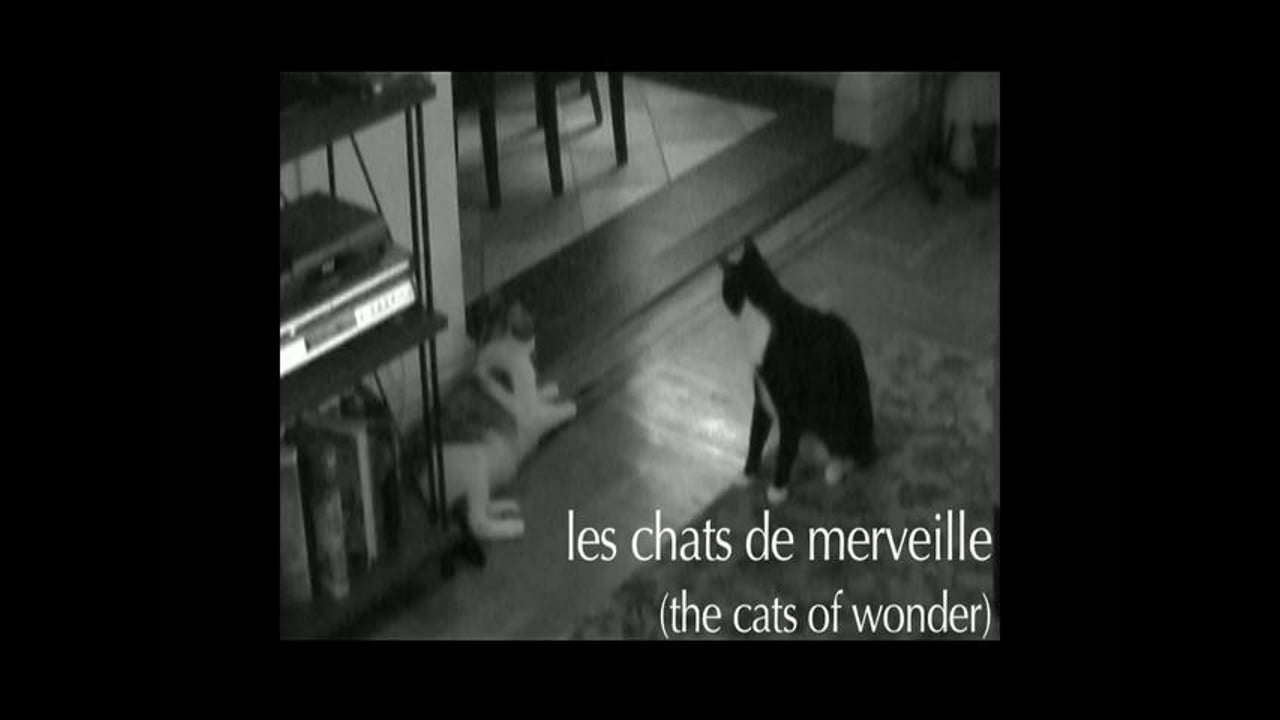 Cats of Wonder: opening