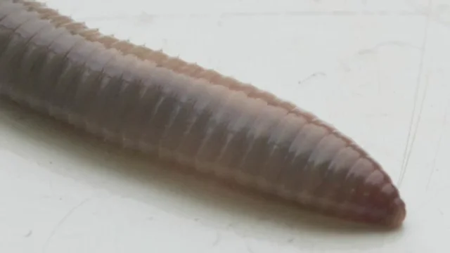 booger worm