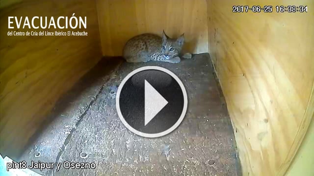 Linces salvados del fuego en Doñana: lo que filmaron las cámaras