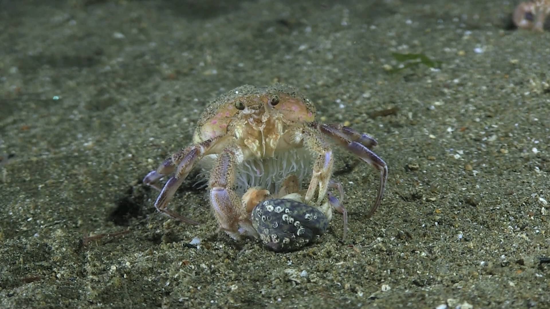 Anemone hermit crab (Pagurus prideaux) attacking another, British
