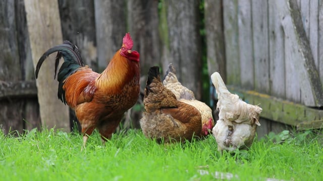 Rooster, Chicken, Village, Farm
