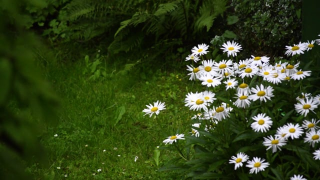 40 Free Daisies Wallpaper Images & Backgrounds, Royalty Free Pictures
