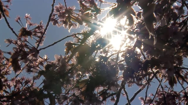 Ohrstörung – Was hilft gegen Tinnitus?