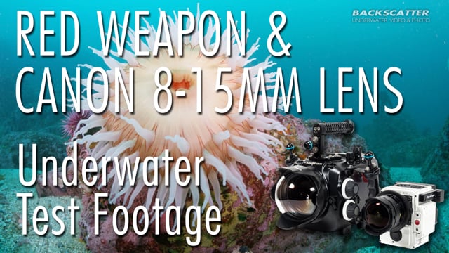 RED Weapon 8K with Canon 8-15mm Fisheye Lens - Underwater Test Footage