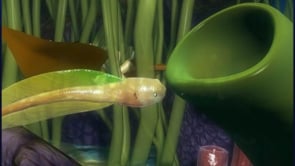 Life Cycle of a frog