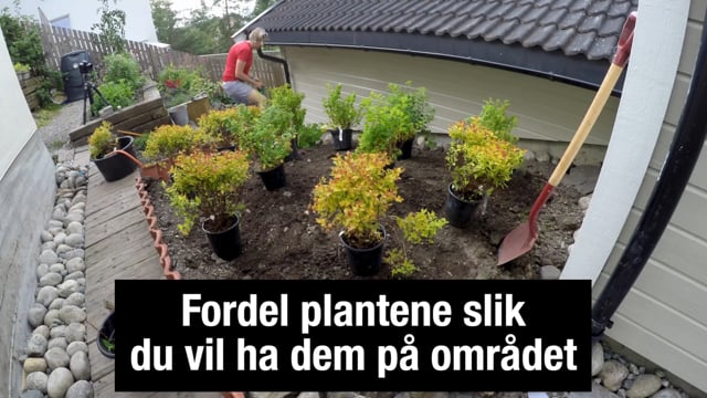 Plant busker – hagens lettstelte planter Spirea.no