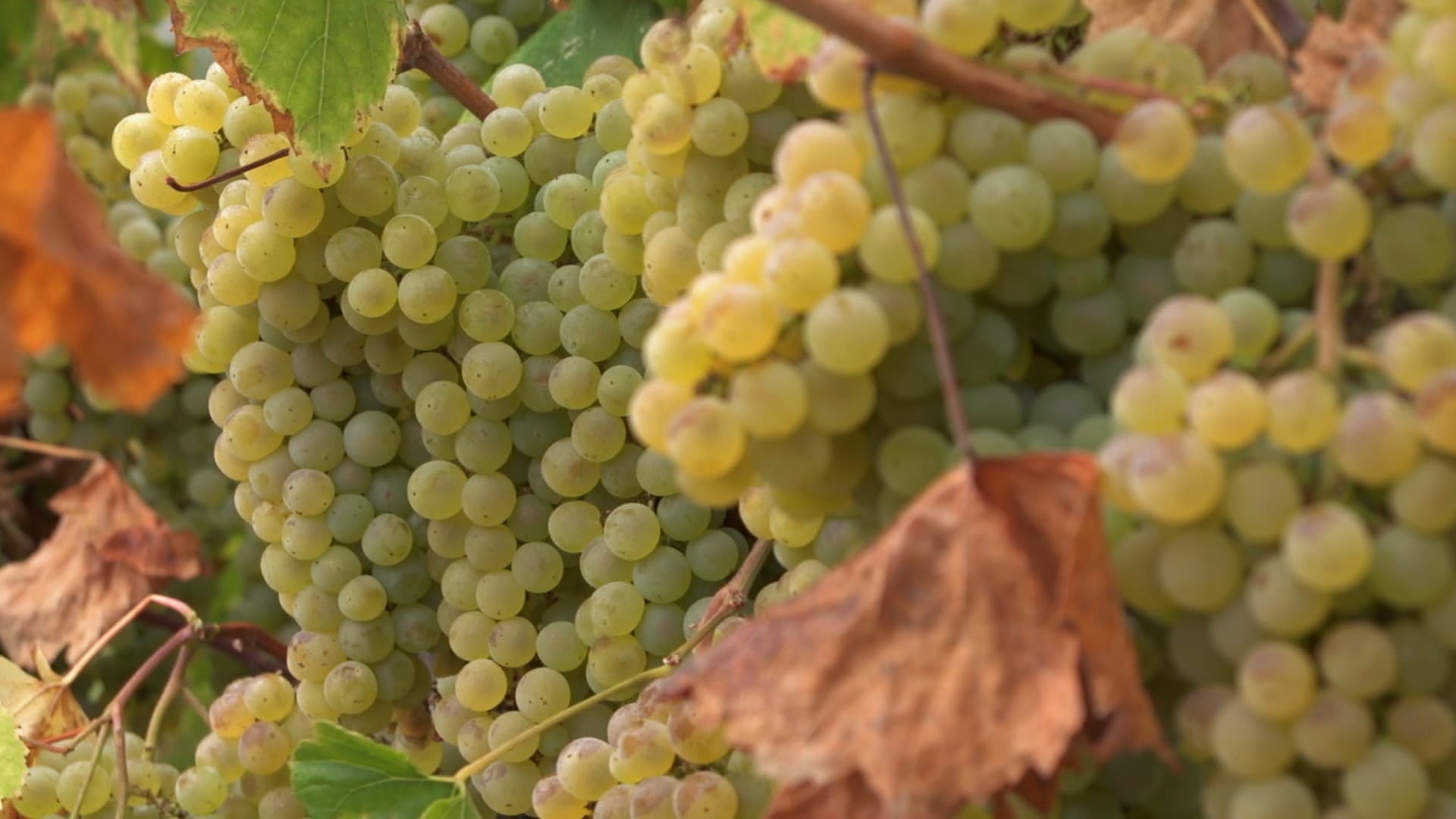 How Chardonnay is Made