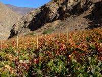 wine article The Wines of Chile