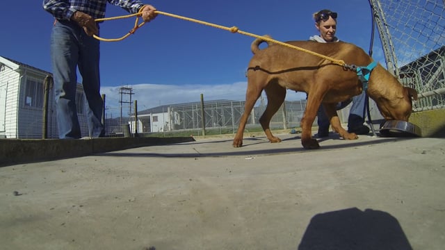 Homeless Dog Behaviour Assessment
