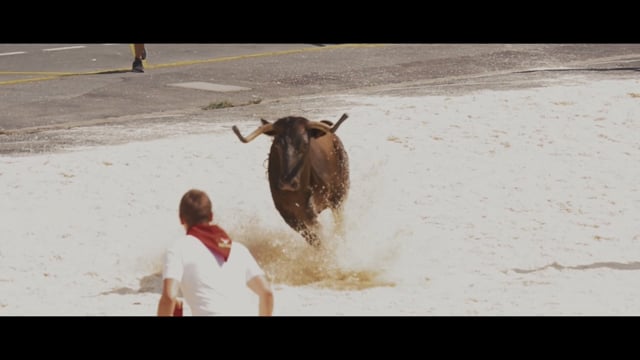 Les courses de vaches