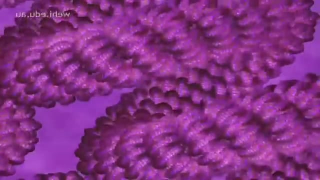DNA Replication Animation - Super EASY
