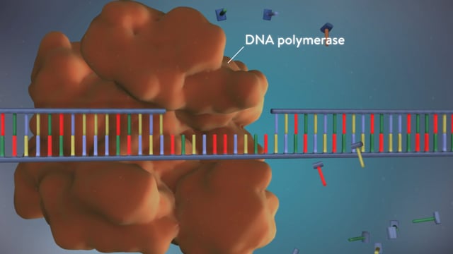 DNA replication - 3D