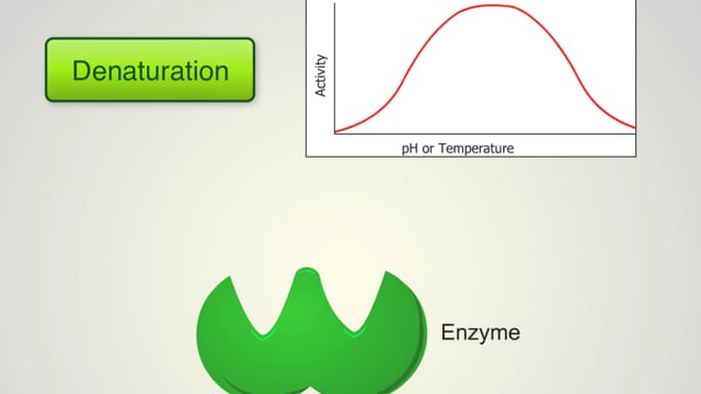 Enzymes_ The Induced Fit Model