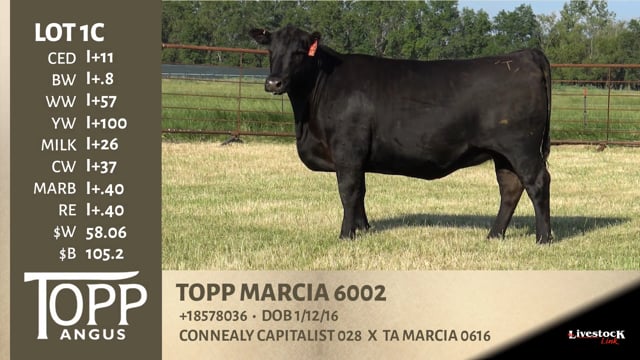 Lot #1C - TOPP MARCIA 6002