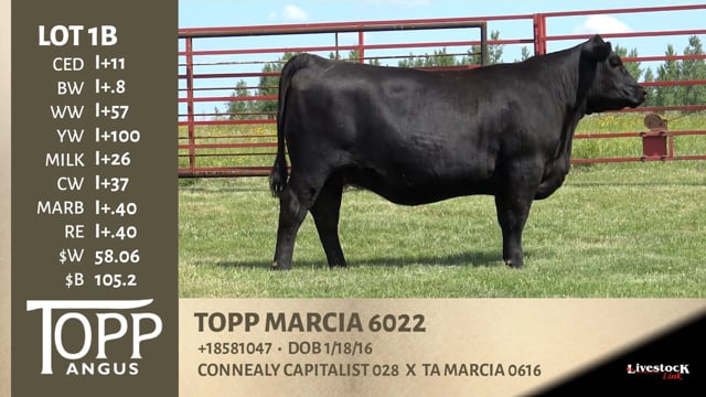 Lot #1B - TOPP MARCIA 6022