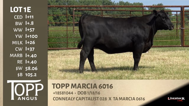 Lot #1E - TOPP MARCIA 6016