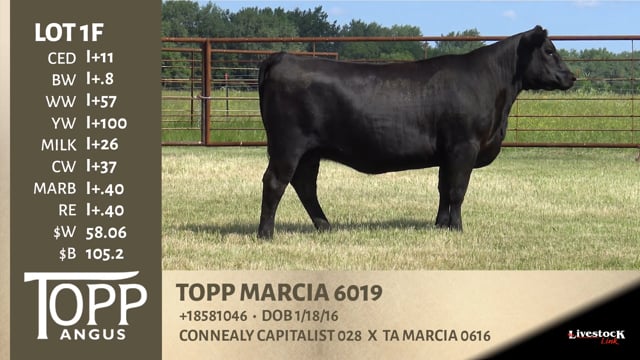 Lot #1F - TOPP MARCIA 6019