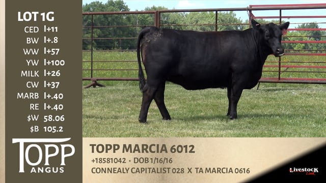 Lot #1G - TOPP MARCIA 6012