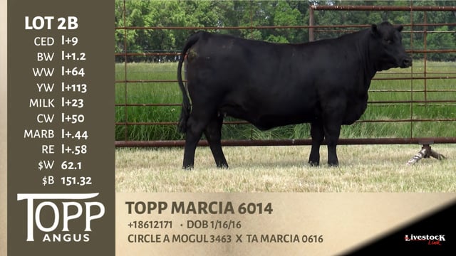 Lot #2B - TOPP MARCIA 6014