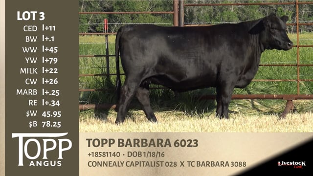 Lot #3 - TOPP BARBARA 6023
