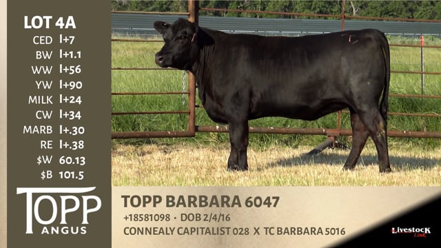Lot #4A - TOPP BARBARA 6047