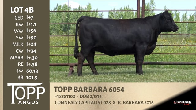 Lot #4B - TOPP BARBARA 6054