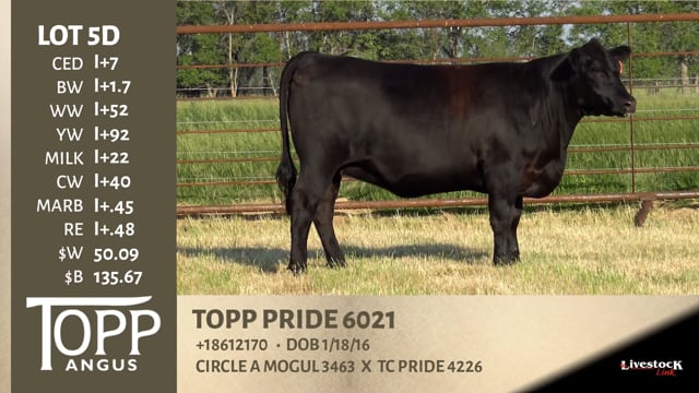 Lot #5D - TOPP PRIDE 6021