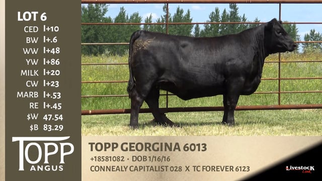 Lot #6 - TOPP GEORGINA 6013