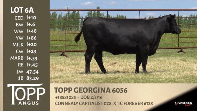 Lot #6A - TOPP GEORGINA 6056