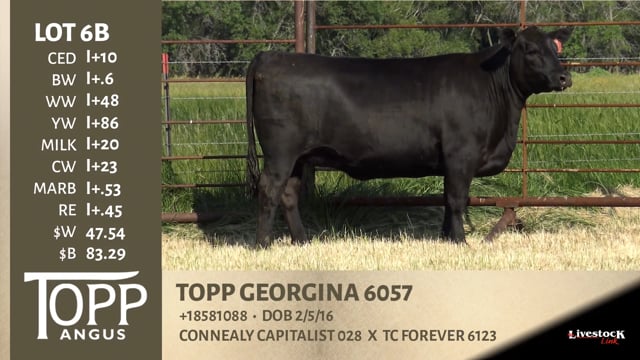 Lot #6B - TOPP GEORGINA 6057