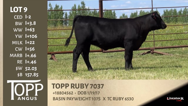 Lot #9 - TOPP RUBY 7037