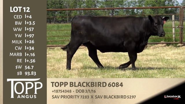 Lot #12 - TOPP BLACKBIRD 6084