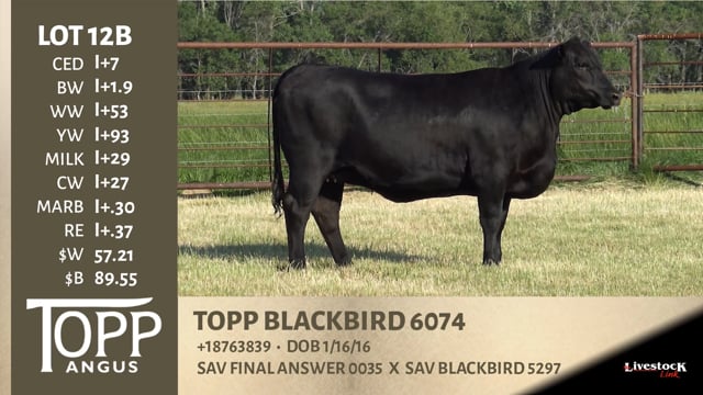 Lot #12B - TOPP BLACK BIRD 6074