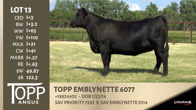 Lot #13 - TOPP EMBLYNETTE 6077