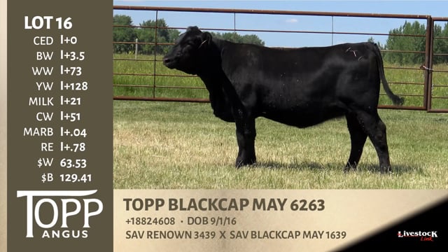 Lot #16 - TOPP BLACKCAP MAY 6263