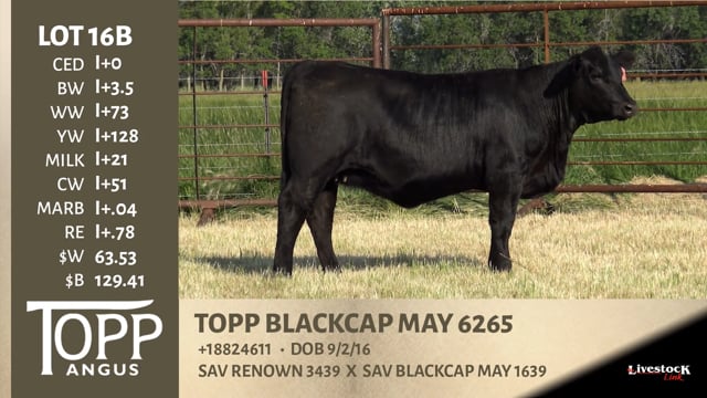 Lot #16B - TOPP BLACKCAP MAY 6265