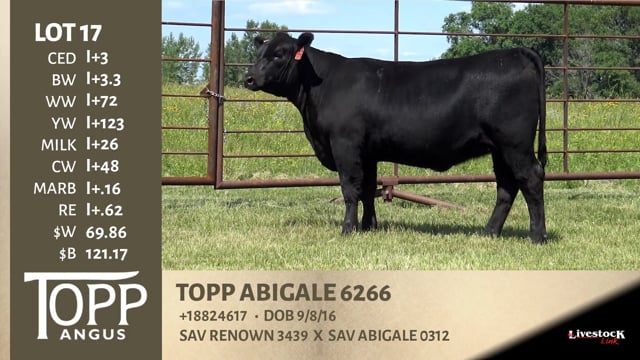 Lot #17 - TOPP ABIGALE 6266