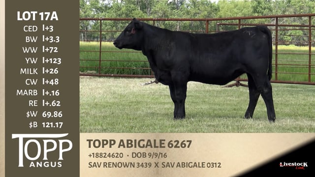 Lot #17A - TOPP ABIGALE 6267