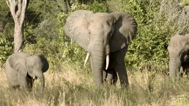Saving Africa’s Elephants