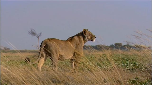 The Last Lioness