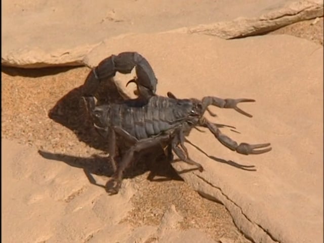 Desert Assassins