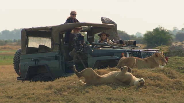 NatGeo Big Cats Collection