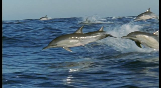 Dolphin Army