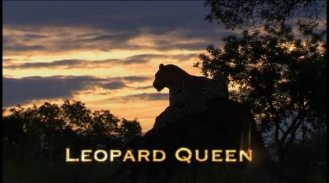 Leopard Queen
