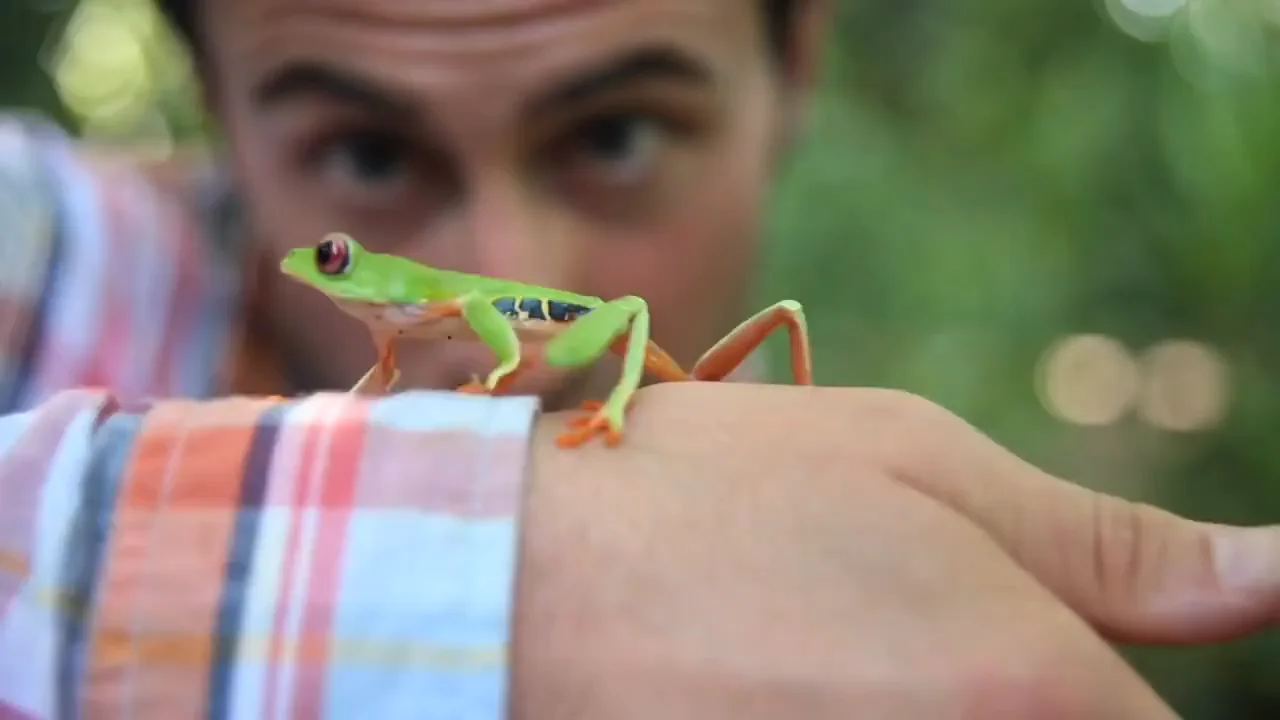 Red-Eyed Tree Frog  Rainforest Alliance