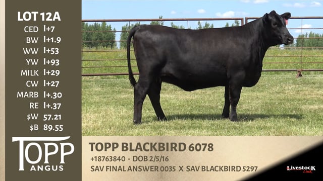 Lot #12A - TOPP BLACKBIRD 6078