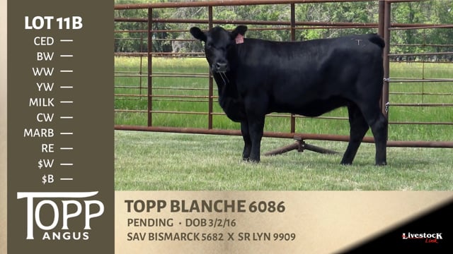 Lot #11B - TOPP BLANCHE 6086